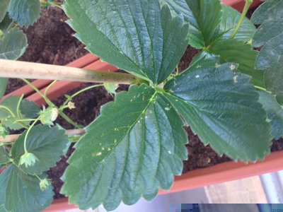 image-7.jpeg (135.14 KiB) Osservato 965 volte image-7.jpeg