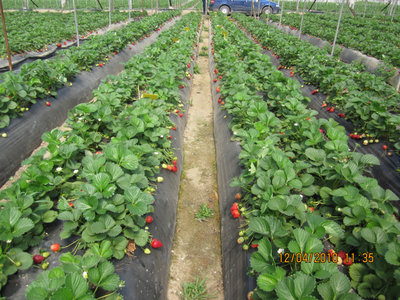 IMG_0525a.jpg (297.62 KiB) Osservato 1027 volte IMG_0525a.jpg