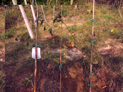 DSCN6602.JPG (235.96 KiB) Osservato 14954 volte DSCN6602.JPG