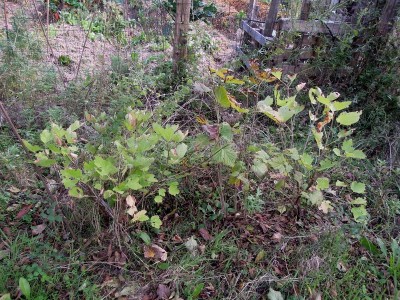 DSCN6610.JPG (228.71 KiB) Osservato 14953 volte DSCN6610.JPG