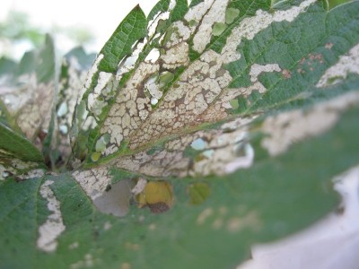 IMG_0267.JPG (161.9 KiB) Osservato 2431 volte IMG_0267.JPG