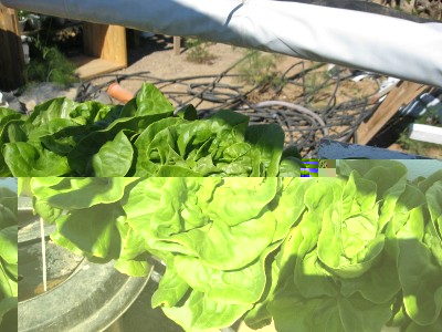 IMG_0249.JPG (205.24 KiB) Osservato 2324 volte IMG_0249.JPG