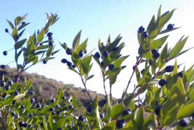 Foto691.jpg (137.86 KiB) Osservato 1396 volte Foto691.jpg