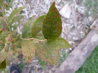 P1040351.JPG (90.41 KiB) Osservato 1051 volte P1040351.JPG