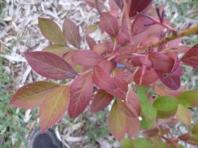 Le foglie in questo stato sono apparse ad agosto, mentre la puntinatura della foto precedente circa un mese prima / P1040352.JPG P1040352.JPG