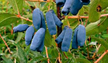 Lonicera-Caerulea-Kamtschatica.jpg Lonicera-Caerulea-Kamtschatica.jpg