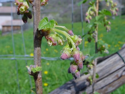 DSC02945.JPG (125.7 KiB) Osservato 787 volte DSC02945.JPG