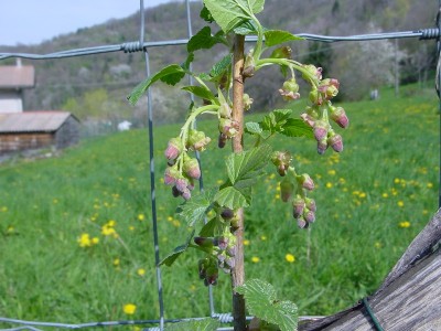 DSC02946.JPG (157.82 KiB) Osservato 787 volte DSC02946.JPG