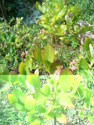 mirtillo in campo malaticcio / MIRTILLO CAMPO.jpg MIRTILLO CAMPO.jpg