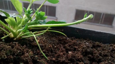 Stolone in aria.jpg (147.88 KiB) Osservato 2682 volte Stolone in aria.jpg