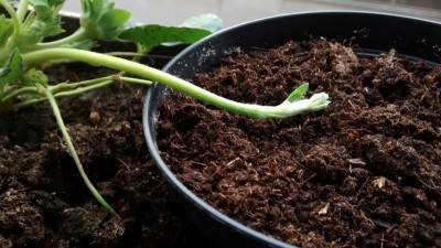 Stolone 1.jpg (156.55 KiB) Osservato 2682 volte Stolone 1.jpg