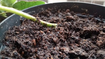 Stolone 1 rotto.jpg (185.86 KiB) Osservato 2682 volte Stolone 1 rotto.jpg