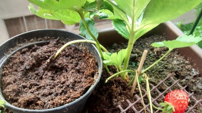 Stolone 2.jpg (185.38 KiB) Osservato 2682 volte Stolone 2.jpg