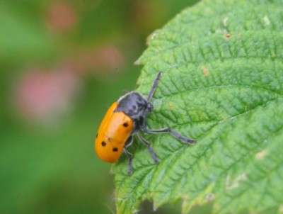 u.JPG (49.66 KiB) Osservato 858 volte u.JPG