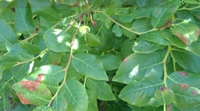 mirtillo3.JPG (59.38 KiB) Osservato 1980 volte mirtillo3.JPG