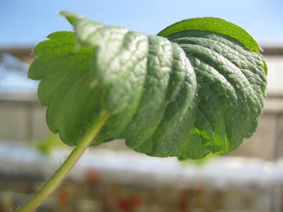 IMG_0399.JPG (129.39 KiB) Osservato 2084 volte IMG_0399.JPG