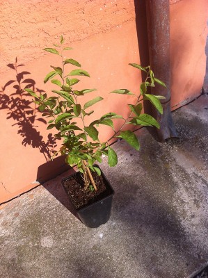 pianta / 2014-10-30 09.27.08.jpg 2014-10-30 09.27.08.jpg