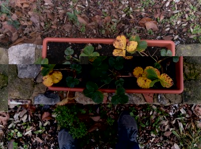 fragole in sofferenza / IMG_20141217_104153small.jpg IMG_20141217_104153small.jpg