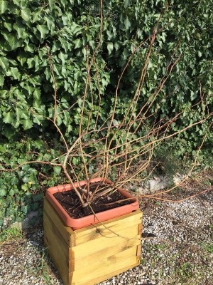 20141010_181620.jpg (373.79 KiB) Osservato 1519 volte 20141010_181620.jpg