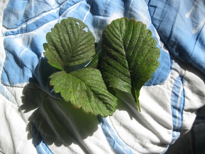 fragola.jpg (241.36 KiB) Osservato 871 volte fragola.jpg