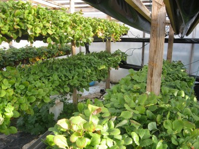 IMG_0002.JPG (286.55 KiB) Osservato 871 volte IMG_0002.JPG