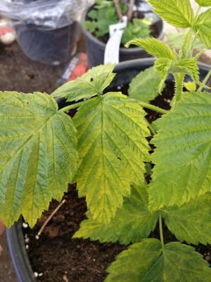 20150325_083026_Richtone(HDR).jpg (140.8 KiB) Osservato 987 volte 20150325_083026_Richtone(HDR).jpg