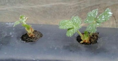 2015-03-29_08.28.55.jpg (23.19 KiB) Osservato 924 volte 2015-03-29_08.28.55.jpg