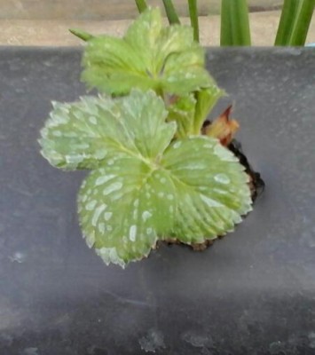 2015-03-29_08.25.01.jpg (24.08 KiB) Osservato 924 volte 2015-03-29_08.25.01.jpg