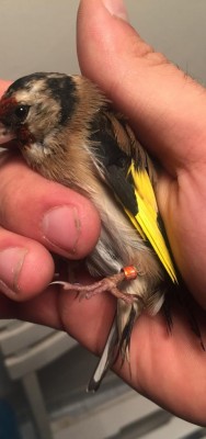 IMG_2626.JPG (49.32 KiB) Osservato 4290 volte IMG_2626.JPG