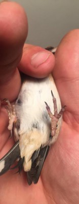 IMG_2627.JPG (33.25 KiB) Osservato 4290 volte IMG_2627.JPG