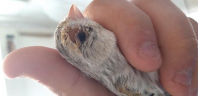 20200319_094448.jpg (33.77 KiB) Osservato 3633 volte 20200319_094448.jpg