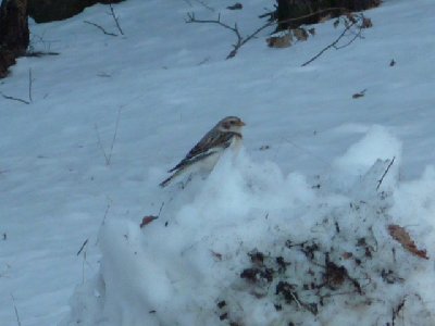 P1000445.JPG (162.05 KiB) Osservato 805 volte P1000445.JPG