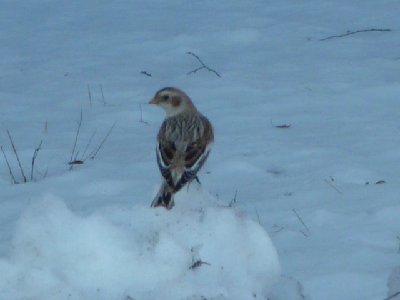 P1000446.JPG (139.17 KiB) Osservato 814 volte P1000446.JPG