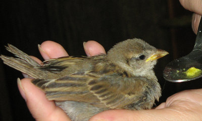 cucciolo.jpg (271.77 KiB) Osservato 915 volte cucciolo.jpg