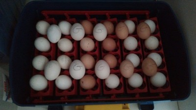 11041198_10205411215192782_1502597398481091076_n.jpg (76.31 KiB) Osservato 1048 volte 11041198_10205411215192782_1502597398481091076_n.jpg