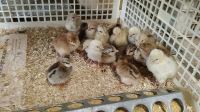 10356772_10205514441293370_9110104509437941308_n.jpg (106.1 KiB) Osservato 1048 volte 10356772_10205514441293370_9110104509437941308_n.jpg