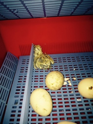 FullSizeRender (1).jpg (123.04 KiB) Osservato 578 volte FullSizeRender (1).jpg