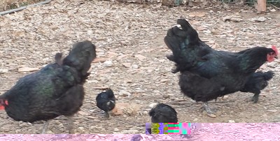 20150426_181940.jpg (183 KiB) Osservato 1161 volte 20150426_181940.jpg