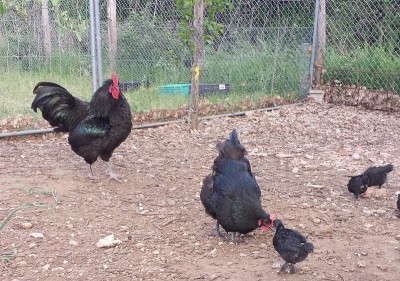 20150426_181948.jpg (312.29 KiB) Osservato 1161 volte 20150426_181948.jpg