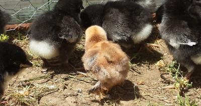 20150424_133248.jpg (193.8 KiB) Osservato 1156 volte 20150424_133248.jpg