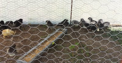 20150424_133333.jpg (213.8 KiB) Osservato 1156 volte 20150424_133333.jpg