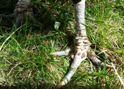 2.jpg (357.35 KiB) Osservato 876 volte 2.jpg