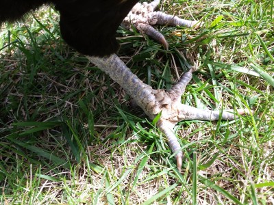 1.jpg (393.75 KiB) Osservato 844 volte 1.jpg