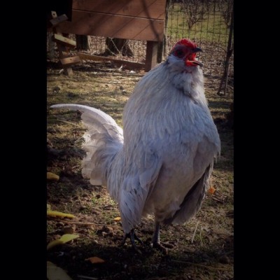 image.jpg (103.14 KiB) Osservato 777 volte image.jpg