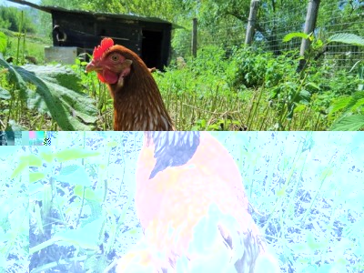 IMG_0026_640x480 (1).jpg (171.75 KiB) Osservato 401 volte IMG_0026_640x480 (1).jpg