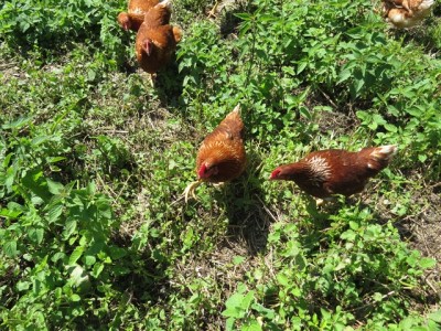 IMG_0029_640x480.jpg (207.05 KiB) Osservato 401 volte IMG_0029_640x480.jpg