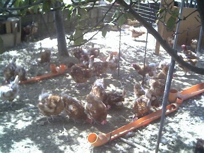 animali_0004.jpg (310.15 KiB) Osservato 804 volte animali_0004.jpg