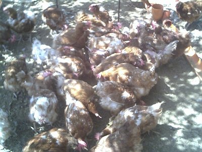 animali_0010.jpg (287.15 KiB) Osservato 804 volte animali_0010.jpg