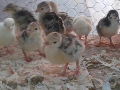 20150516_193916.jpg (113.44 KiB) Osservato 624 volte 20150516_193916.jpg