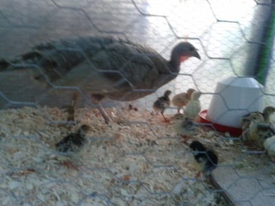 20150516_193745.jpg (115.18 KiB) Osservato 624 volte 20150516_193745.jpg